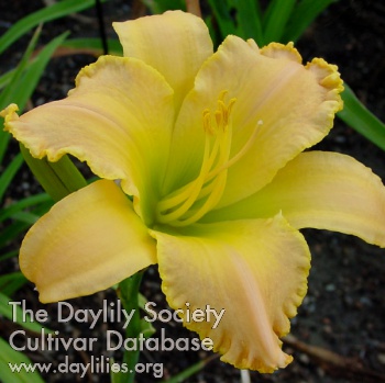Daylily Heavenly Anthems